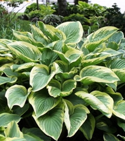 Hosta Victory